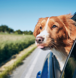 Image of a dog's head outside a car window