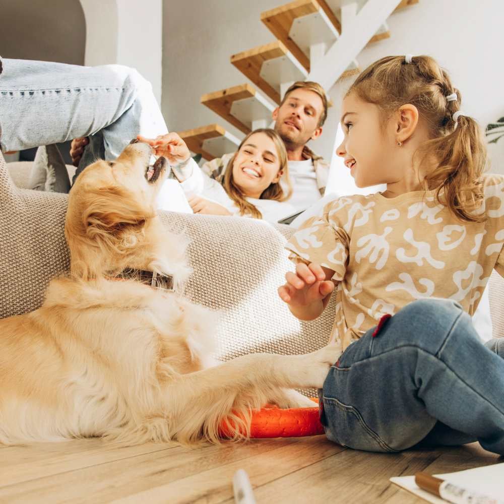 Portrait of girl playing with dog, golden retriever, sitting on the floor